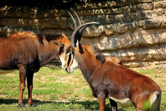 Rappenantilope Zoo Frankfurt am Main 2014