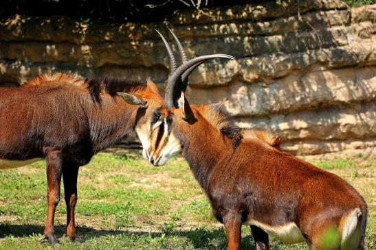 Rappenantilope Zoo Frankfurt am Main 2014