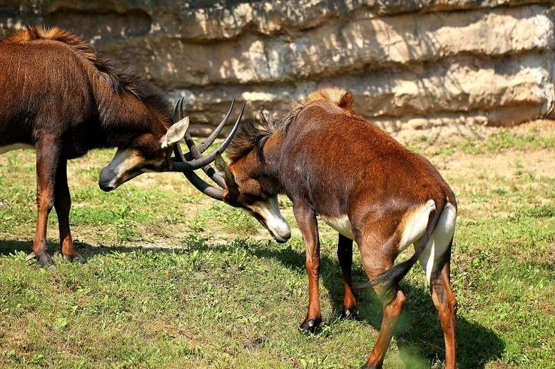 Rappenantilope Zoo Frankfurt am Main 2014