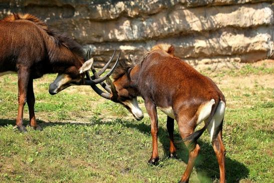 Rappenantilope Zoo Frankfurt am Main 2014