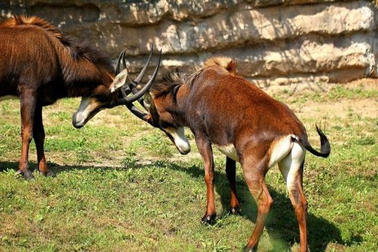 Rappenantilope Zoo Frankfurt am Main 2014