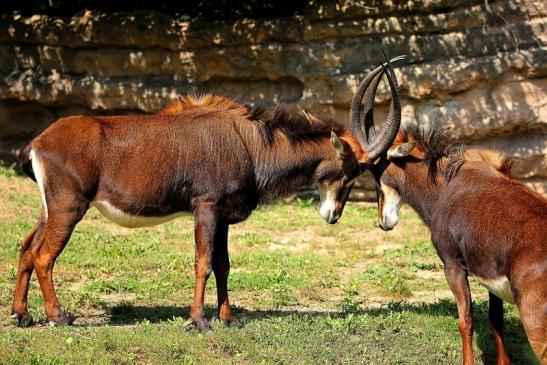 Rappenantilope Zoo Frankfurt am Main 2014