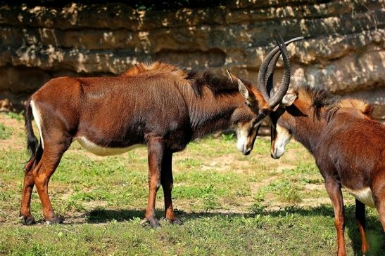 Rappenantilope Zoo Frankfurt am Main 2014