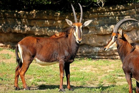 Rappenantilope Zoo Frankfurt am Main 2014