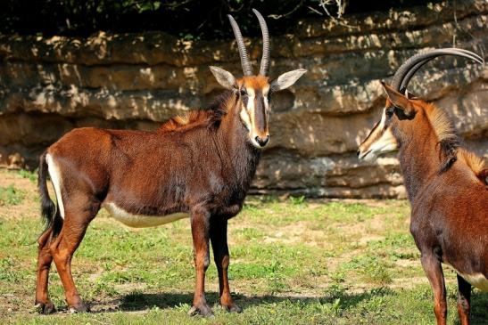 Rappenantilope Zoo Frankfurt am Main 2014