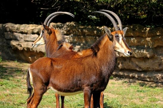 Rappenantilope Zoo Frankfurt am Main 2014