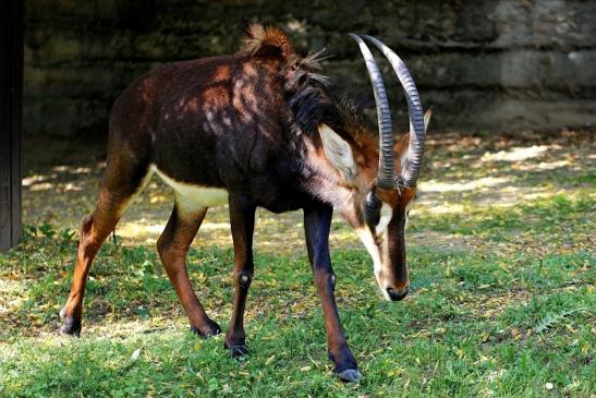 Rappenantilope Zoo Frankfurt am Main 2014