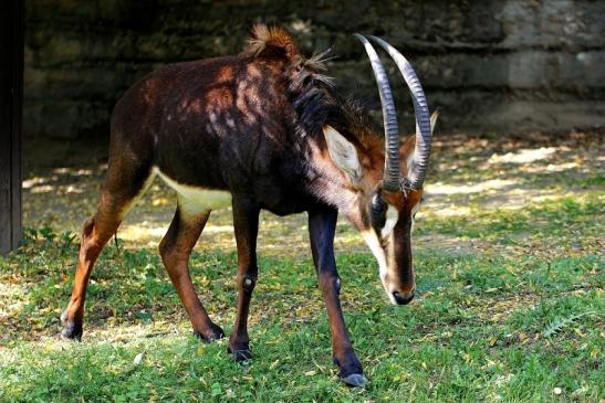 Rappenantilope Zoo Frankfurt am Main 2014