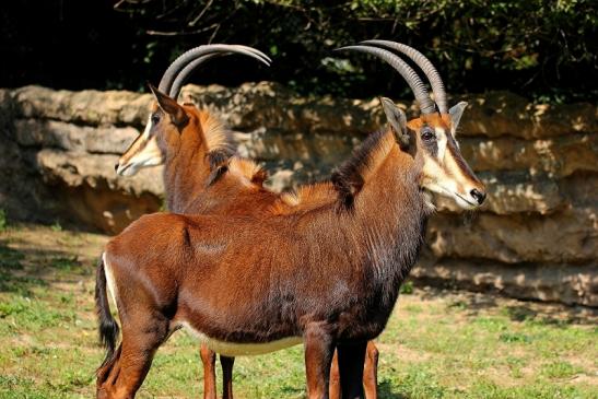 Rappenantilope Zoo Frankfurt am Main 2014