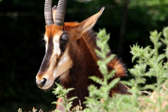 Rappenantilope Zoo Frankfurt am Main 2014