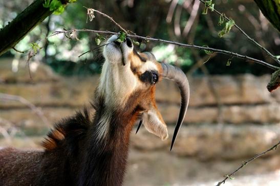 Rappenantilope Zoo Frankfurt am Main 2014