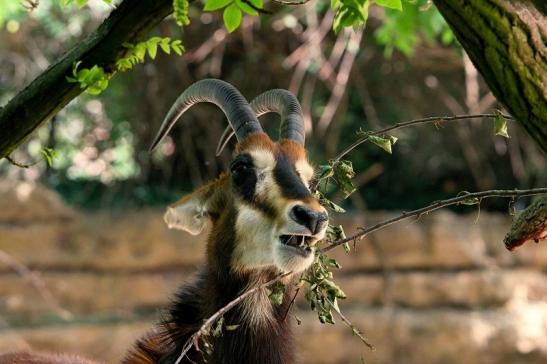 Rappenantilope Zoo Frankfurt am Main 2014