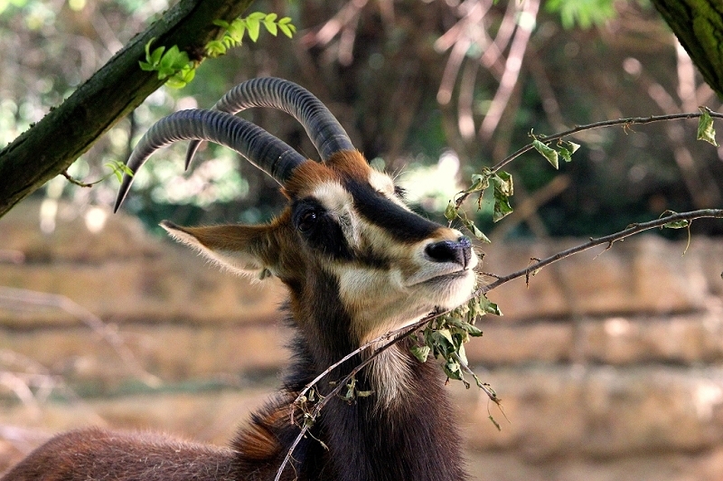 Rappenantilope Zoo Frankfurt am Main 2014