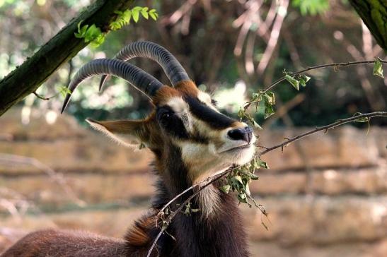 Rappenantilope Zoo Frankfurt am Main 2014