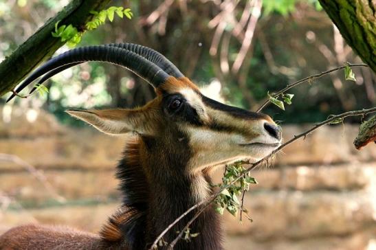 Rappenantilope Zoo Frankfurt am Main 2014