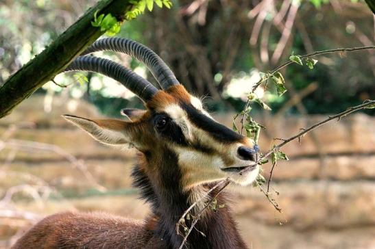 Rappenantilope Zoo Frankfurt am Main 2014