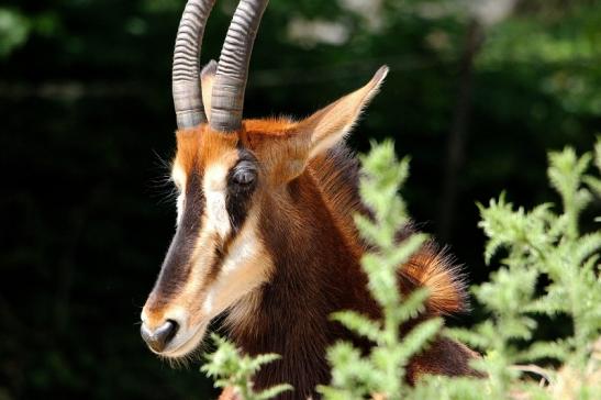 Rappenantilope Zoo Frankfurt am Main 2014