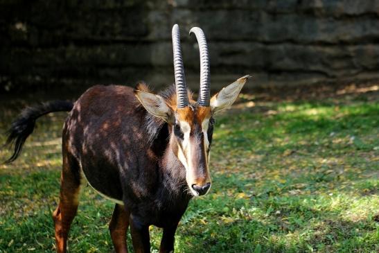 Rappenantilope Zoo Frankfurt am Main 2014