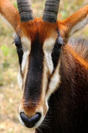 Rappenantilope Zoo Frankfurt am Main 2014