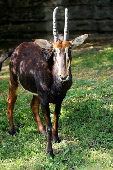 Rappenantilope Zoo Frankfurt am Main 2014