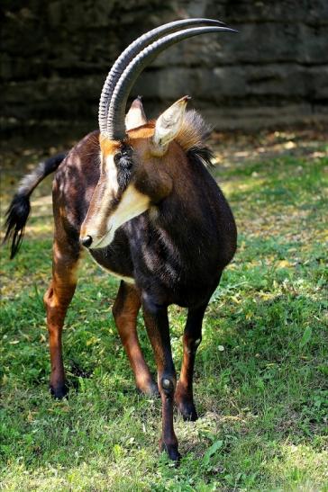 Rappenantilope Zoo Frankfurt am Main 2014