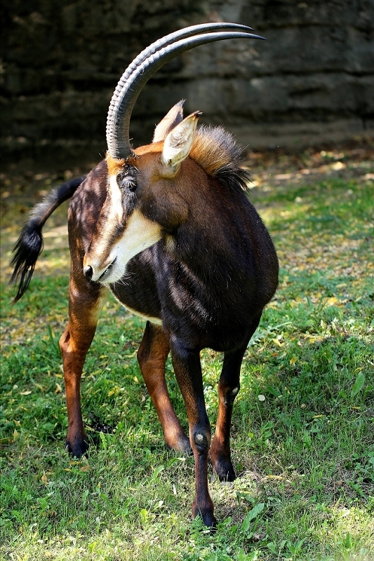 Rappenantilope Zoo Frankfurt am Main 2014