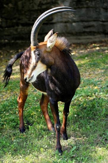 Rappenantilope Zoo Frankfurt am Main 2014