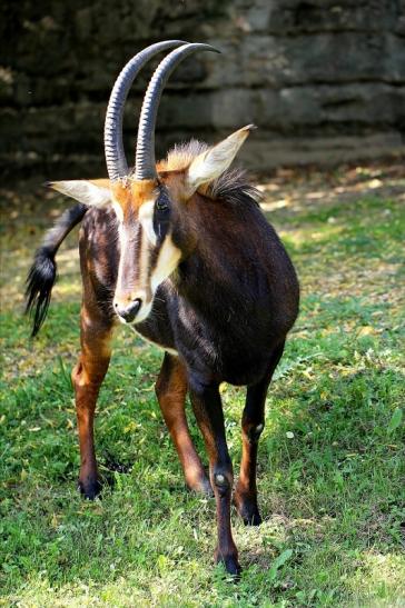 Rappenantilope Zoo Frankfurt am Main 2014