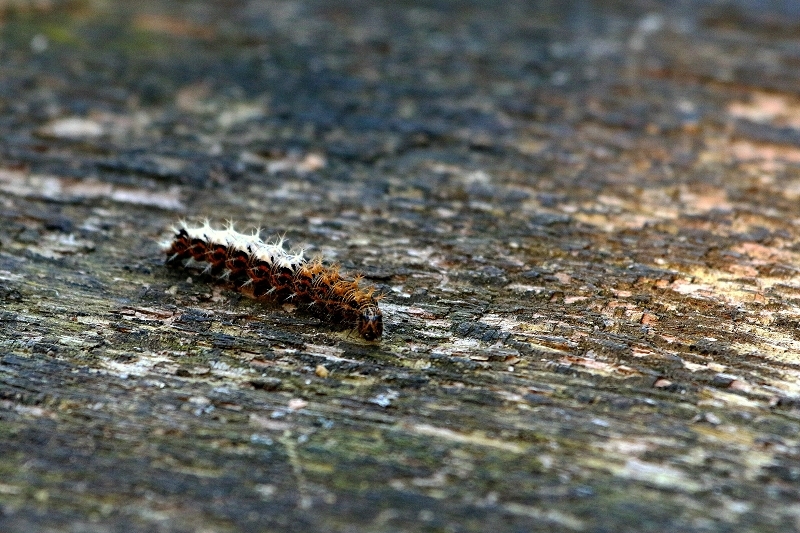 Raupe des C Falter Wildpark Alte Fasanerie Klein Auheim 2016