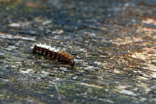 Raupe des C Falter Wildpark Alte Fasanerie Klein Auheim 2016