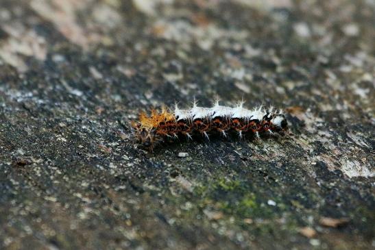 Raupe des C Falter Wildpark Alte Fasanerie Klein Auheim 2016