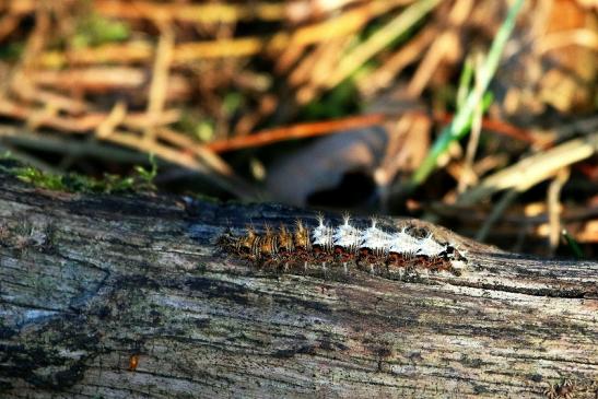 Raupe des C Falter Wildpark Alte Fasanerie Klein Auheim 2016