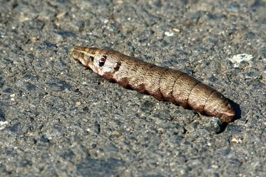 Raupe des kleinen Weinschwärmer Bingenheimer Ried Wetterau 2017