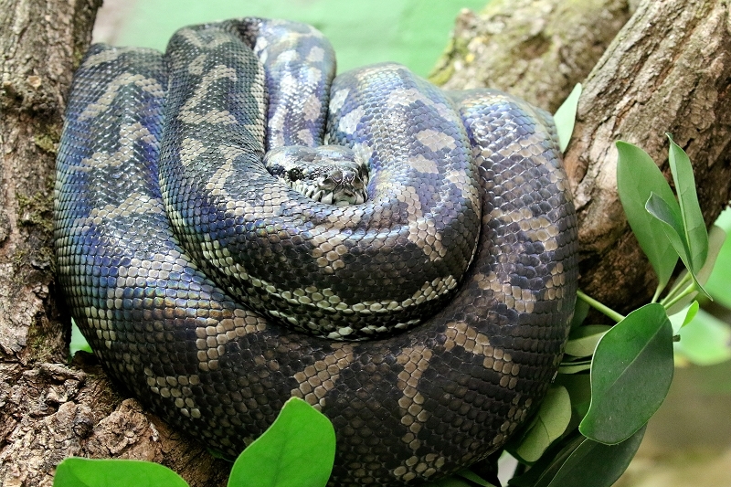 Rautenphyton Zoo Vivarium Darmstadt 2019
