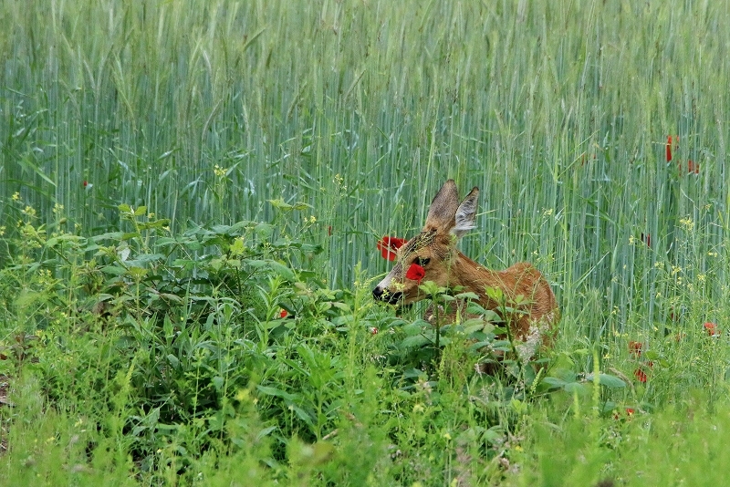 Reh Scheunengelände Im Zwerggewann Heusenstamm 2016