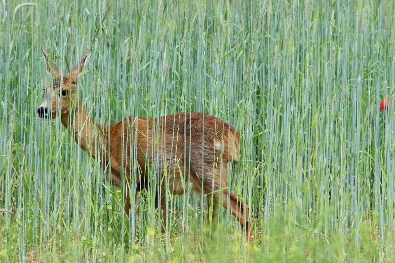 Reh Scheunengelände Im Zwerggewann Heusenstamm 2016