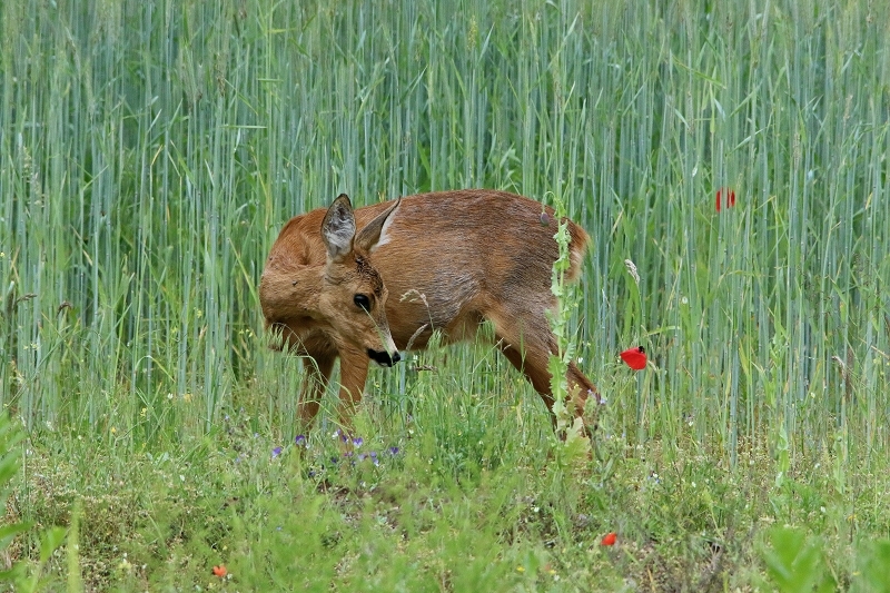 Reh Scheunengelände Im Zwerggewann Heusenstamm 2016