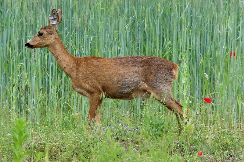 Reh Scheunengelände Im Zwerggewann Heusenstamm 2016