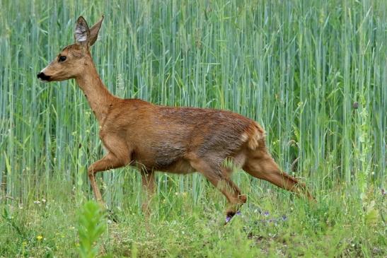 Reh Scheunengelände Im Zwerggewann Heusenstamm 2016