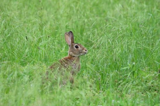 Wildkaninchen Scheunengelände Im Zwerggewann Heusenstamm 2016