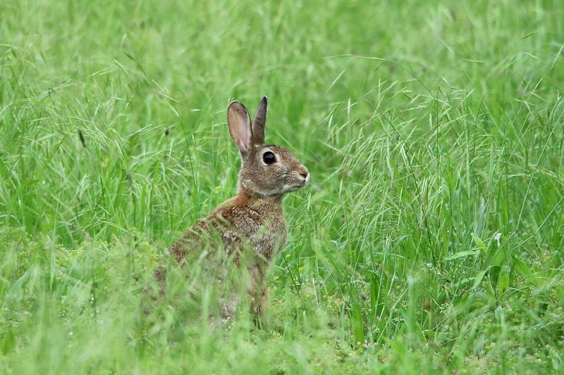 Wildkaninchen Scheunengelände Im Zwerggewann Heusenstamm 2016