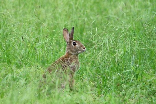 Wildkaninchen Scheunengelände Im Zwerggewann Heusenstamm 2016