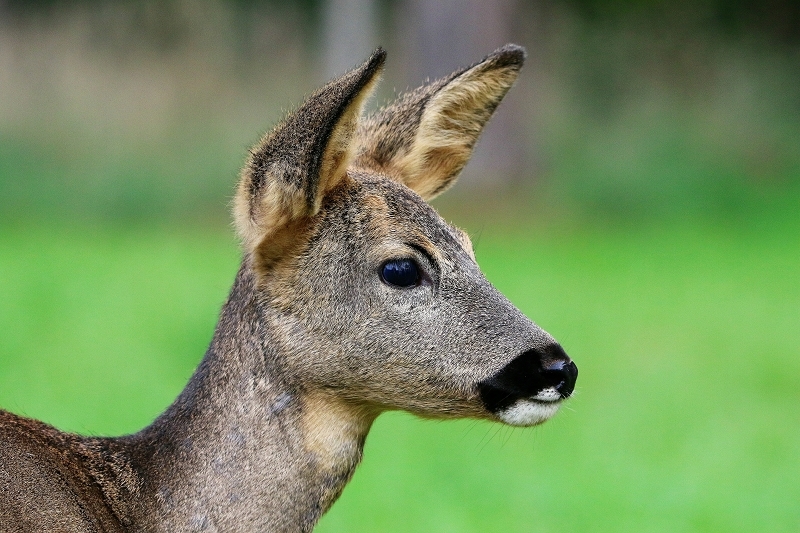 Reh - Wildpark Alte Fasanerie Klein Auheim 2015