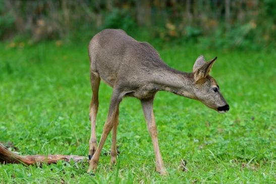 Reh - Wildpark Alte Fasanerie Klein Auheim 2015