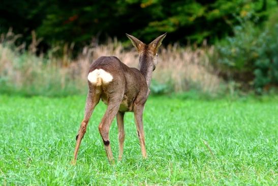 Reh - Wildpark Alte Fasanerie Klein Auheim 2015