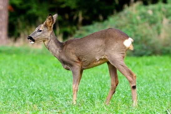 Reh - Wildpark Alte Fasanerie Klein Auheim 2015