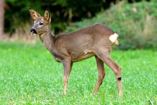 Reh - Wildpark Alte Fasanerie Klein Auheim 2015