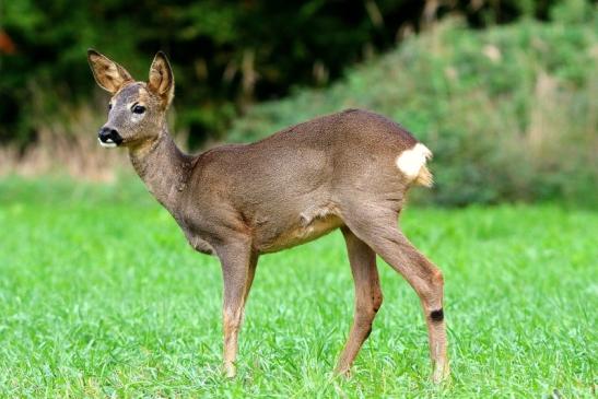 Reh - Wildpark Alte Fasanerie Klein Auheim 2015