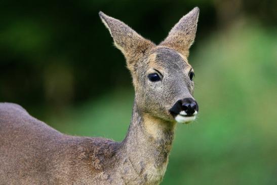 Reh - Wildpark Alte Fasanerie Klein Auheim 2015