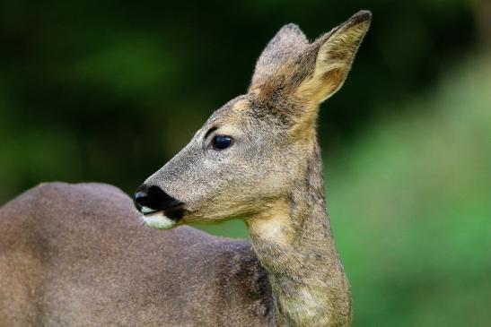 Reh - Wildpark Alte Fasanerie Klein Auheim 2015